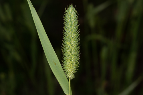 Timothy grass
