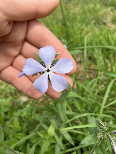 Blue phlox