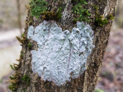 Whitewash Lichen