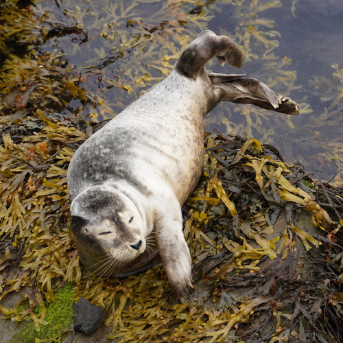 Harbor Seal