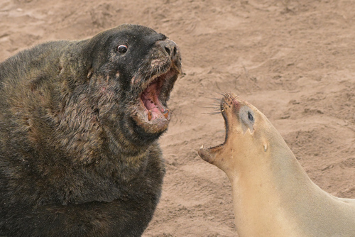 New Zealand Sea Lion