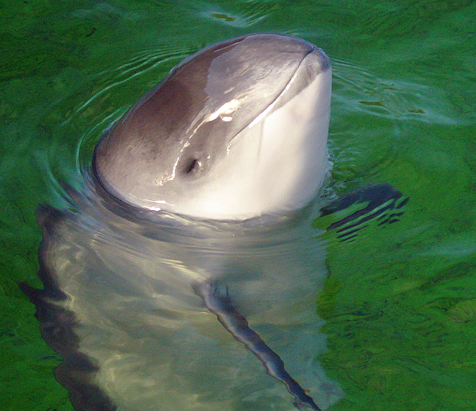 Harbour Porpoise