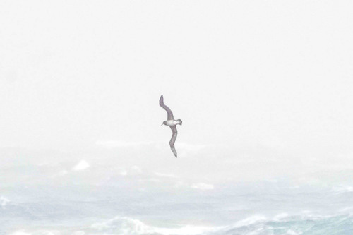 Short-tailed Albatross