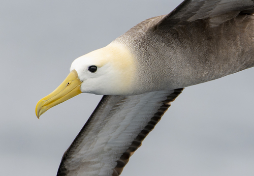 Waved Albatross