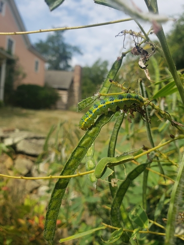 Cloudless Sulphur