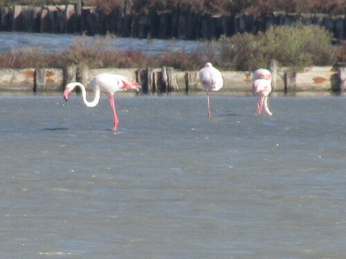 Greater Flamingo