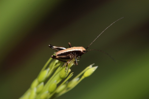 Dark Bush-cricket