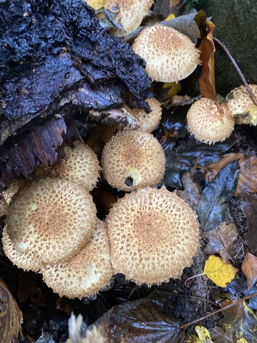 Shaggy scalycap