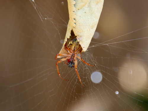 Leaf-curling Spider