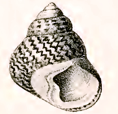 Lined Top Shell