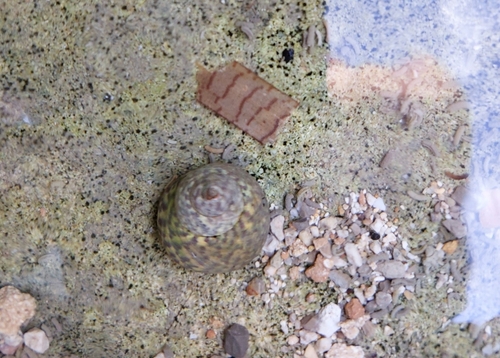 Turbinate Monodont