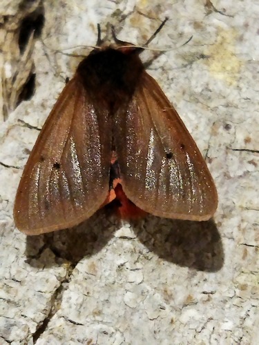 Ruby Tiger Moth