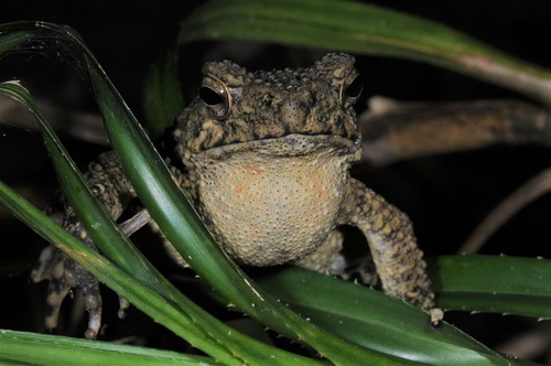 River Toad