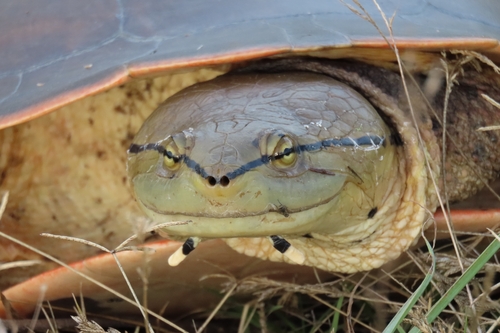 Hilaire’s Side-necked Turtle