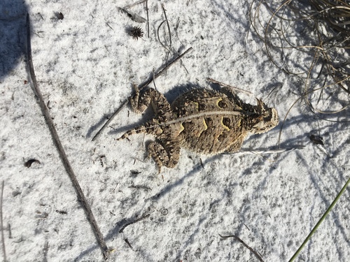 Texas Horned Lizard