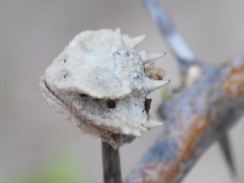 Roundtail Horned Lizard