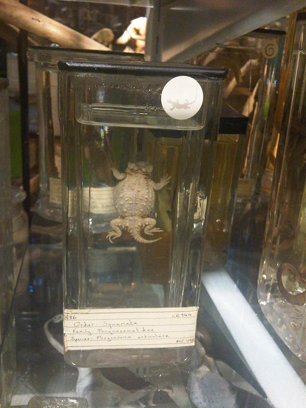 Mountain Horned Lizard