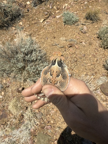 Desert Horned Lizard