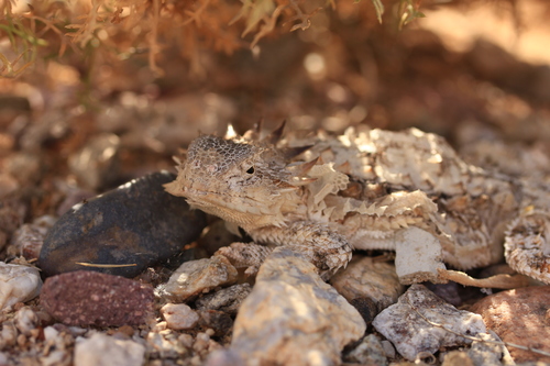 Regal Horned Lizard