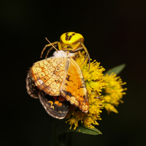 Pearl Crescent