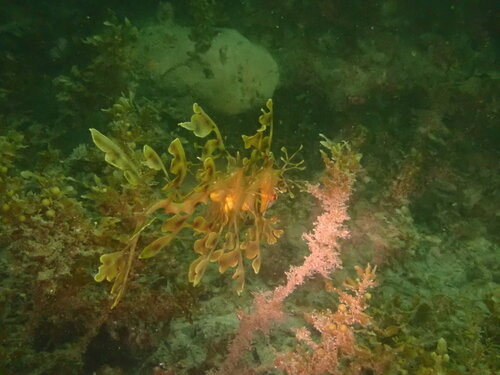 Leafy Seadragon