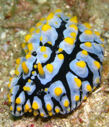 Varicose Wart Slug