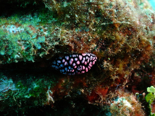 Pustulose Wart Slug