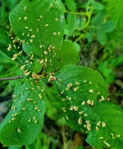 Phyllocoptes eupadi
