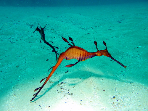 Weedy Seadragon