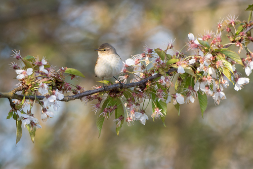 Common Chiffchaff
