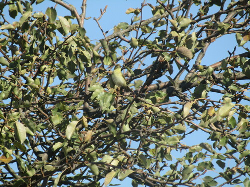 Willow Warbler