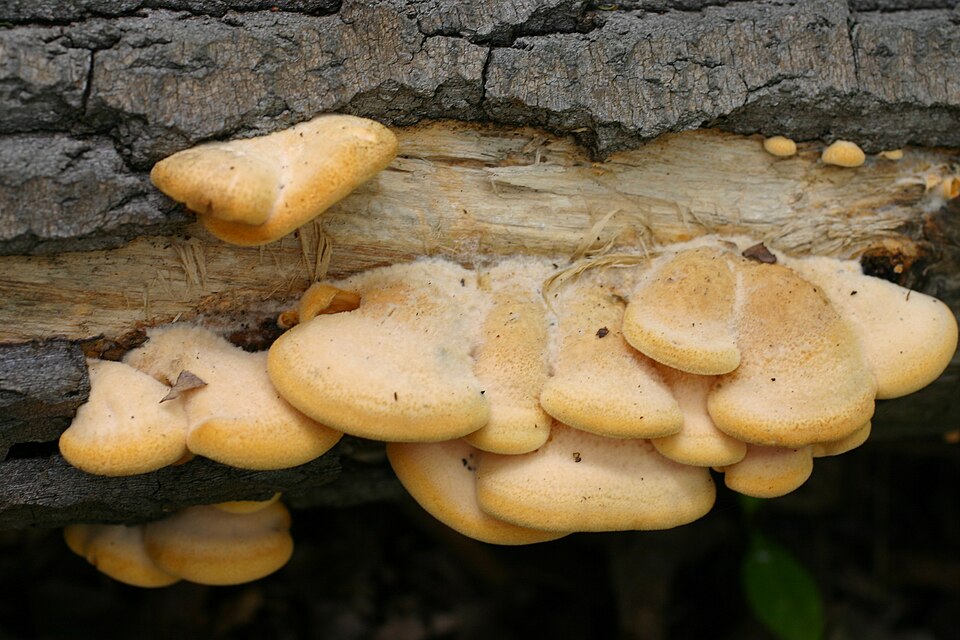 Stinking Orange Oyster
