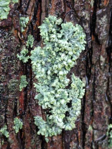 Hooded Rosette Lichen