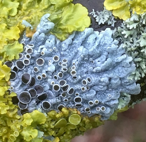 Hoary Rosette Lichen