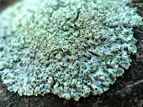 Rosette lichen