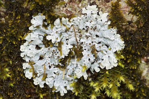 Star Rosette Lichen