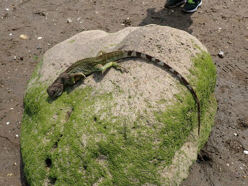 Asian Water Dragon