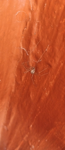 Short-bodied Cellar Spider