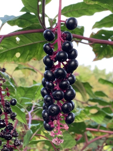 American pokeweed