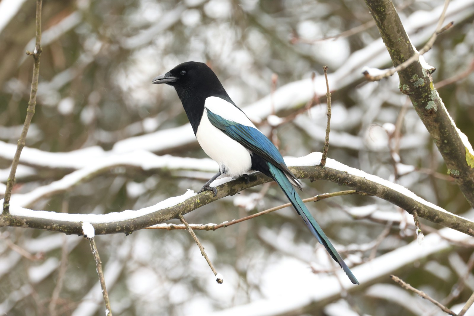 Eurasian Magpie