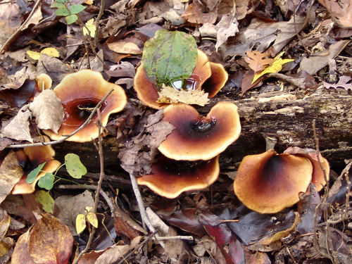 Bay Polypore