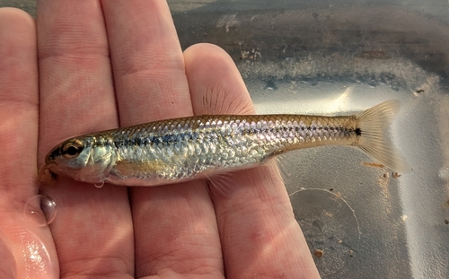 Bluntnose Minnow