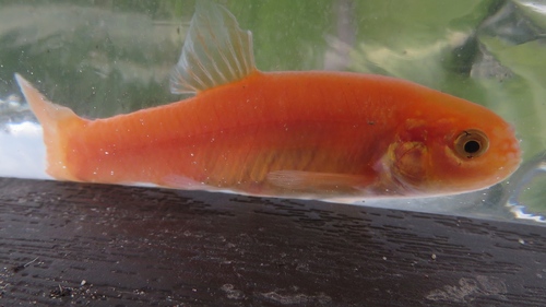 Fathead Minnow