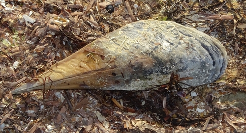 Australian Razor Clam