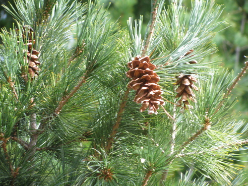 Eastern white pine