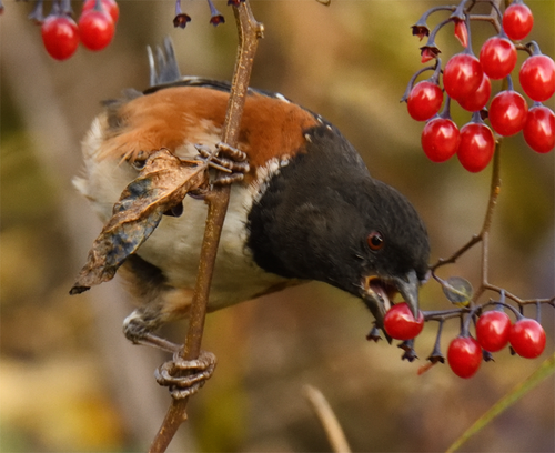 Spotted Towhee