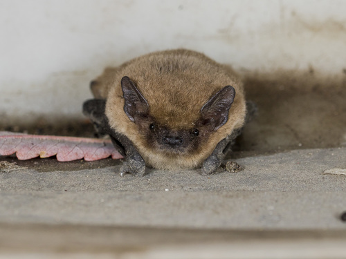 Common Pipistrelle