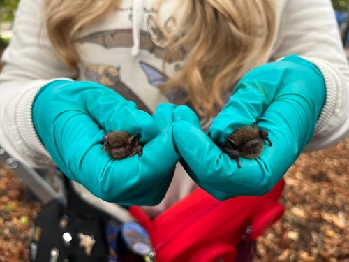 Soprano Pipistrelle
