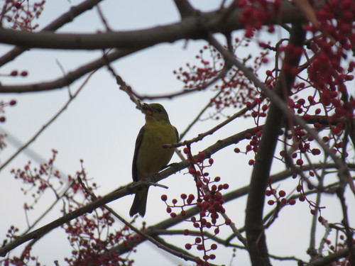 Western Tanager