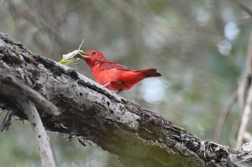 Summer Tanager